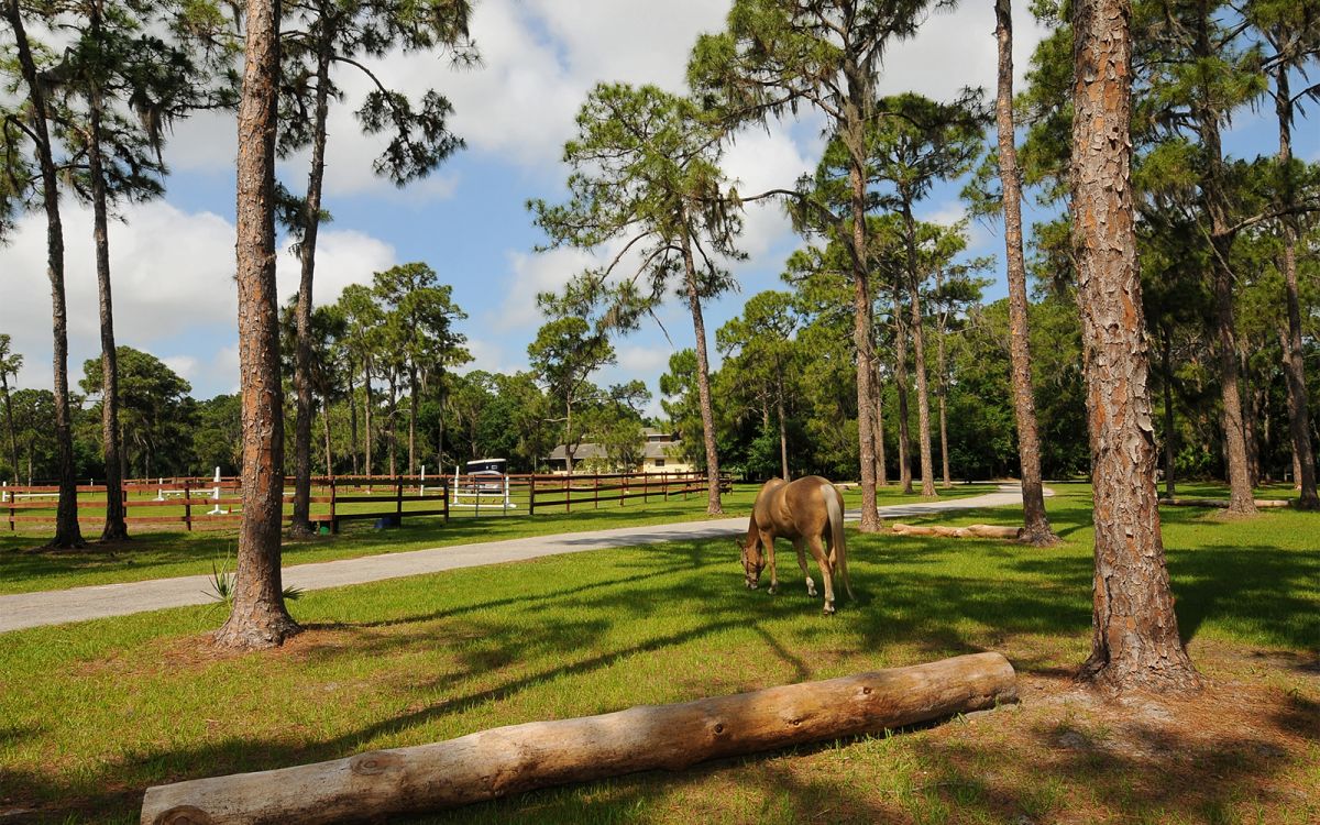Front Entrance and Drive Way with Horse Sterling Grazing