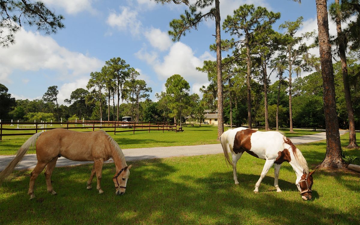 Horses  Sterling and Penni Grazing